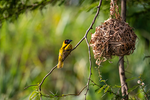 Black-headed weaverbird (subspecies Ploceus cucullatus bohndorffi) in front of his nest at the shores of river Nile, Murchison Falls National Park, Uganda, Africa