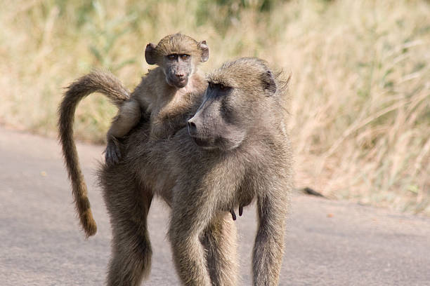 istock Africa. Baboon Mum and Baby 116680293