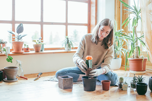 Candid portrait of young woman sitting on the floor planting her cactus. With copy space.