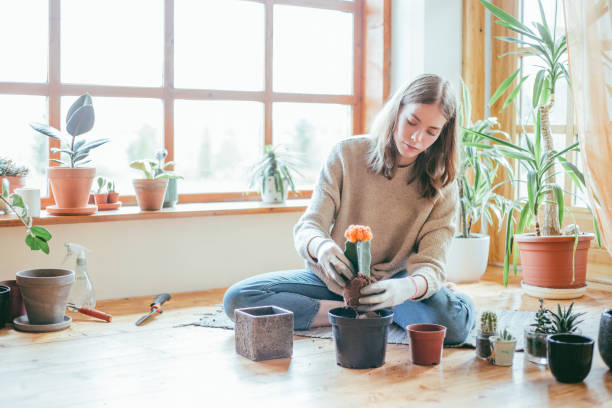 mulher nova que planta seu cacto. - flower pot gardening glove glove protective glove - fotografias e filmes do acervo