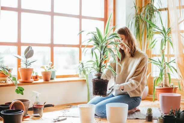 istock Young woman planting her dracaena. 1166803319