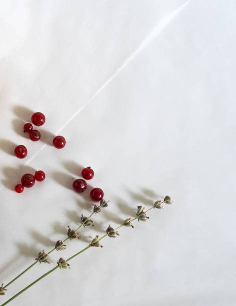 red berries of currant and sprigs of lavender on a white background the only red berries of currant and sprigs of lavender, vertical frame, copy space dissected flower stock pictures, royalty-free photos & images