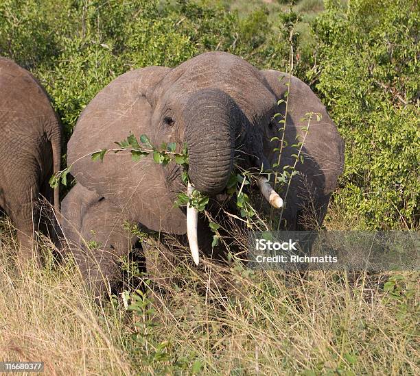 África Elefante Mirando A La Cámara Foto de stock y más banco de imágenes de Alimentar - Alimentar, Animal, Animales de Safari