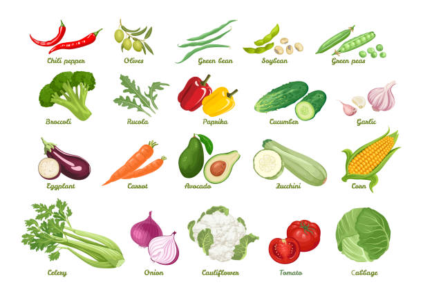 Set of vector icons vegetables. Set of vector icons vegetables. Chili, olive, bean, soybean, peas, broccoli, arugula, paprika, cucumber, garlic, eggplant, carrot, avocado, zucchini, corn, celery, onion, cauliflower, tomato, cabbage. celery stock illustrations