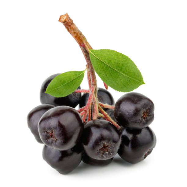 istock Aronia melanocarpa isolated on white background 1166804108