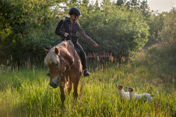 istock Woman horseback riding in forest 1166805107
