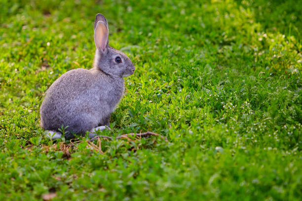 istock Cute grey Bunny sitting in the grass 1166806286