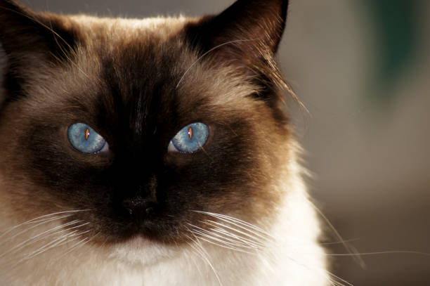 istock Gorgeous Radgoll breed cat with blue eyes 1166808823