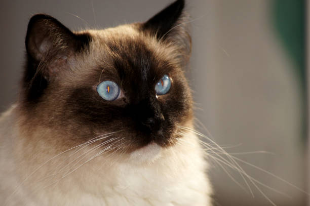 istock Gorgeous Radgoll breed cat with blue eyes 1166808882