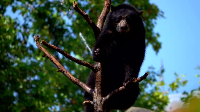 Bear is on Dry Tree Woods