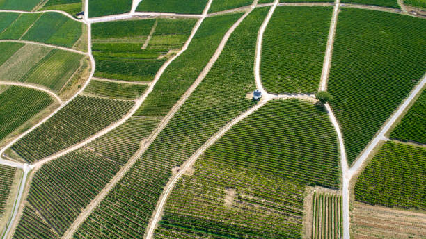 istock Vineyards, Rheingau, Eltville, Germany 1166811640