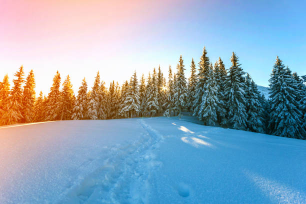 istock Pine trees in mountains in winter sunny day. 1166812366