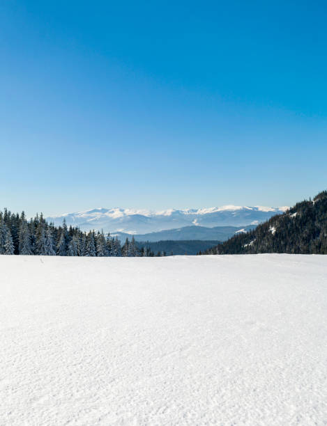 istock Pine tree forest in snowy winter mountains 1166812442