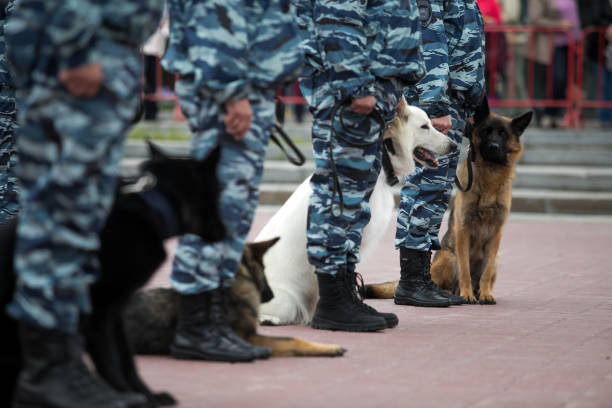 Guard dog in equipment with the inscription Police. The Russian Police stock photo