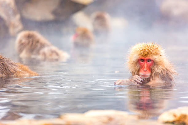 scimmia delle nevi a nagano in giappone - jigokudani foto e immagini stock