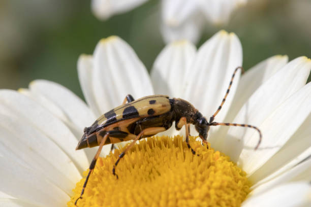 istock Longhorn Beetle (Strangalia maculata) on Anthemis tinctoria 1166813921
