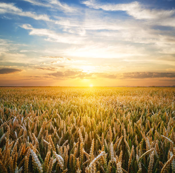 istock Wheat field at the sunset 1166814016