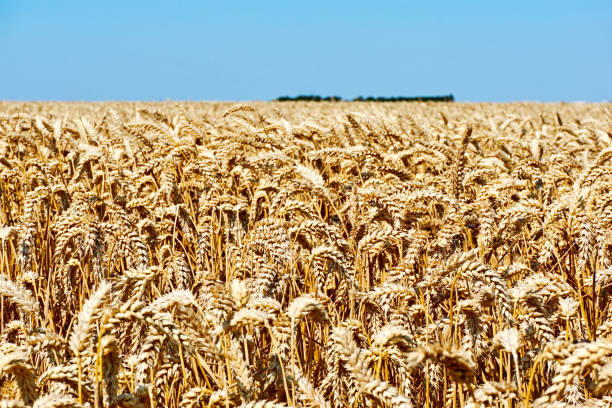 istock Wheat field under a blue sky before harvest 1166814163
