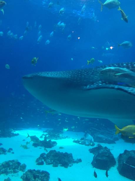 istock King of the deep 1166814396