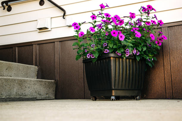 istock Purple petunias during the summer 1166814899