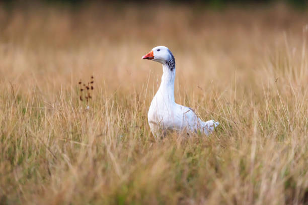 istock White goose in tall yellow grass. 1166815049