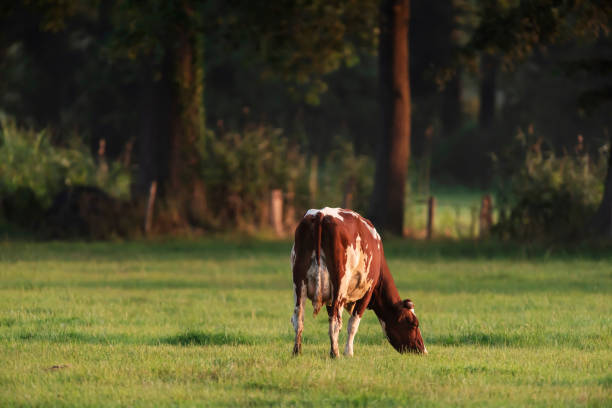 krowa pasąc się na łące w pobliżu lasu. - pasąc zdjęcia i obrazy z banku zdjęć