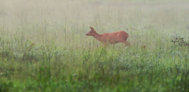 istock Roe deer doe in misty meadow. 1166815062