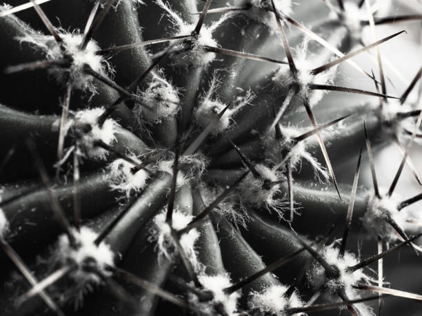 istock cactus with spines Echinopsis horizontal bw close-up 1166815617