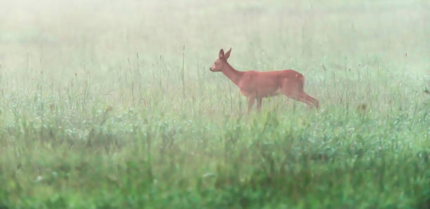 istock Roe deer doe standing in misty meadow. Side view. 1166815662