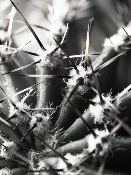 istock cactus with spines Echinopsis vertical bw close-up 1166815680