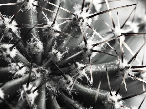 istock cactus with spines Echinopsis horizontal bw close-up 1166815684