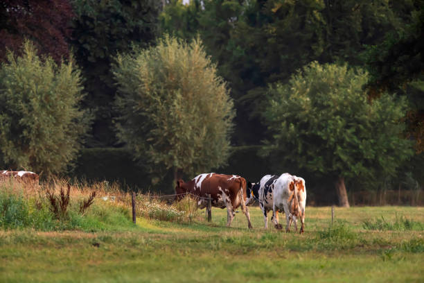 istock Cows walking in summer meadow near forest. 1166815772