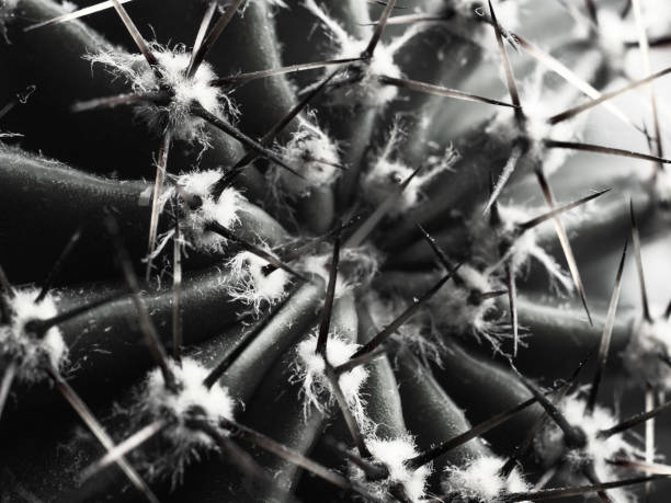 istock cactus with spines Echinopsis horizontal bw close-up 1166815819