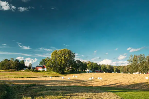 Swedish Rural Landscape Field Meadow With Dry Hay Bales During Harvest In Sunny Evening.  Farmland With Red Farm Barn In Village.