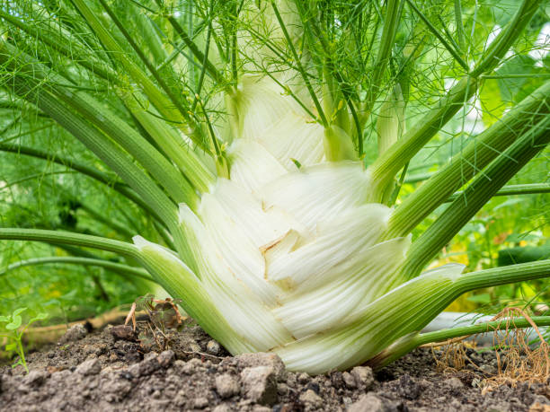 фенхель в саду - fennel plant herb cultivated стоковые фото и изображения