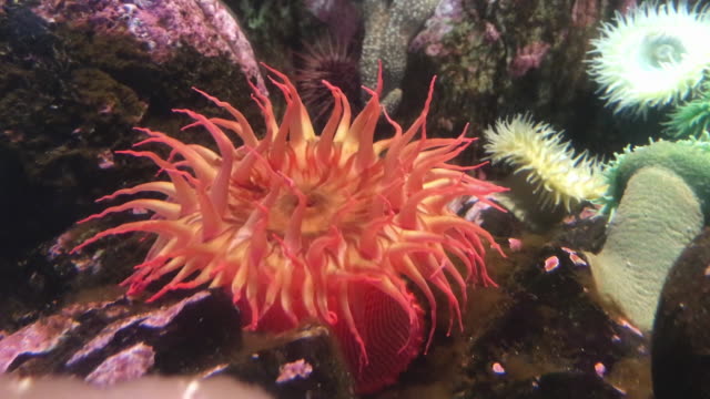 Red sea anemone with other anemones  in a tide pool.
