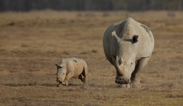 istock Rhino with Baby 1166818575