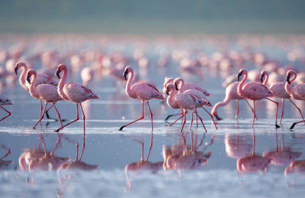 beautiful flamingoes - group of animals animal bird flamingo imagens e fotografias de stock