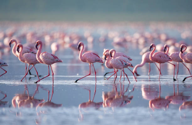 красивые фламинго - group of animals animal bird flamingo стоковые фото и изображения