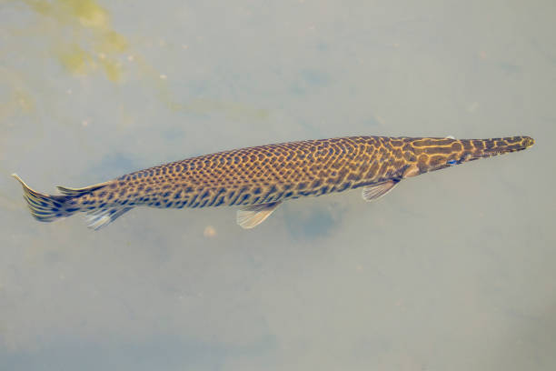 istock Alligator Gar in shallow lake water 1166819408