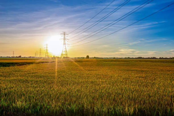 Electric pole and Rice field with the morning light
