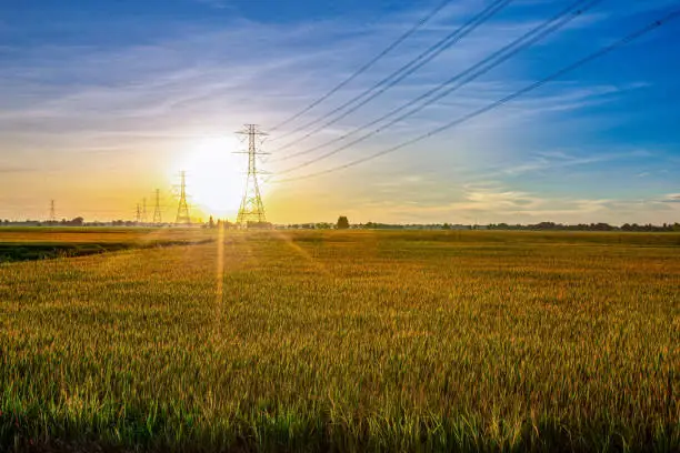 Photo of Electric pole and Rice field with the morning light