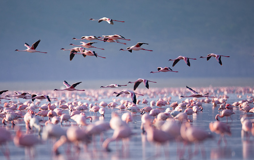 Beautiful Flamingoes on Lake Nakuru