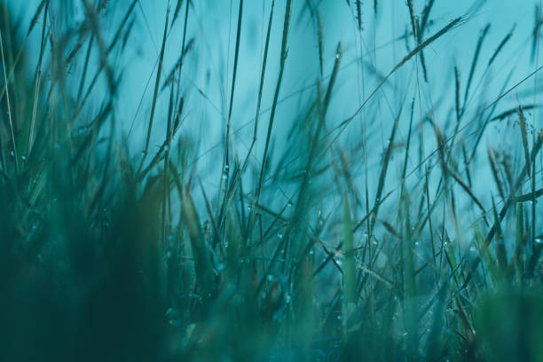 istock the green grass abstract. natural wallpaper and background 1166821269