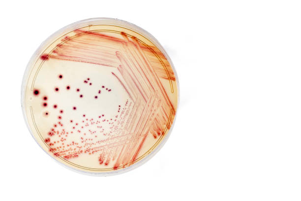 escherichia coli - cultivos bacterianos. fondo blanco - bacterium biology control food fotografías e imágenes de stock