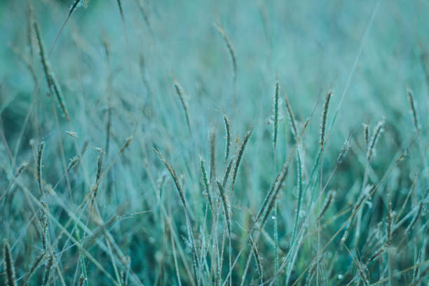 istock the green grass abstract. natural wallpaper and background 1166823372