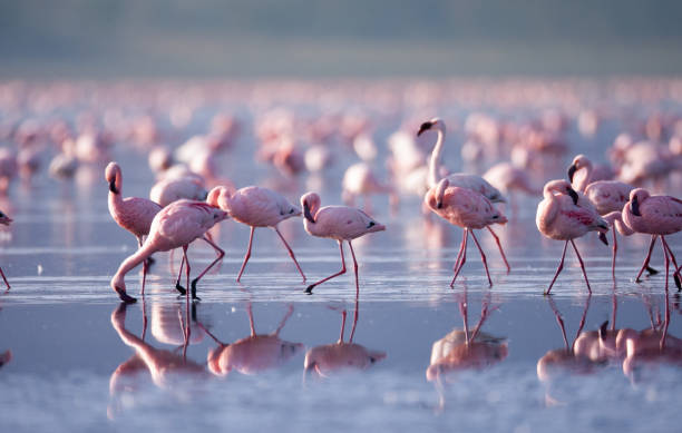 istock Beautiful Flamingoes 1166823972