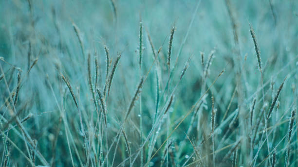 istock the green grass abstract. natural wallpaper and background 1166823976