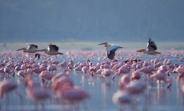 istock Beautiful Flamingoes 1166824102