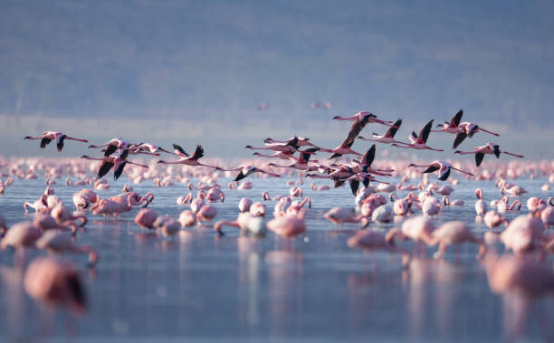istock Beautiful Flamingoes 1166824360